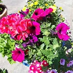 招待所 玫瑰园旅馆 3*