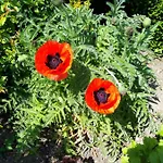 招待所 玫瑰园旅馆