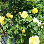 玫瑰园旅馆 3* Franking