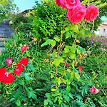 玫瑰园旅馆 招待所