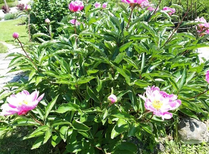 Hotel/pension Rosengarten