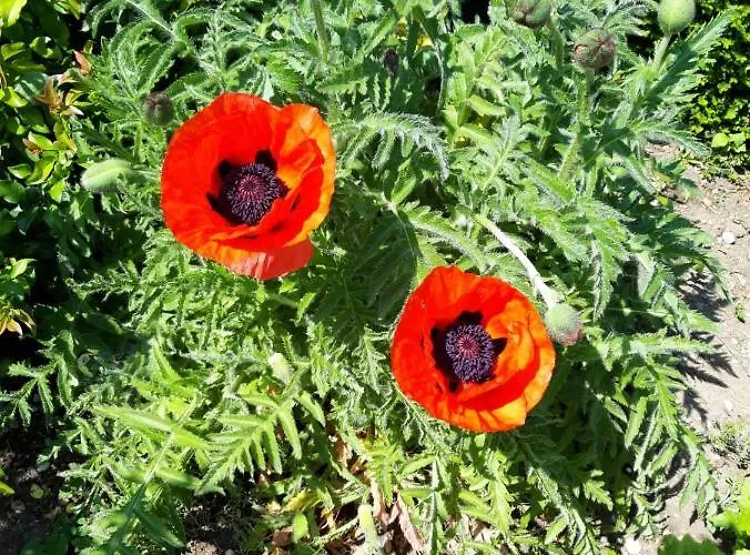 게스트하우스 Hotel/pension Rosengarten