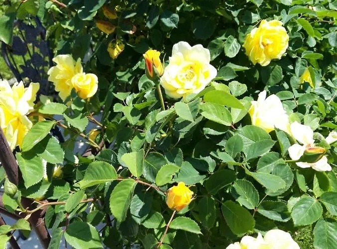 Hotel/pension Rosengarten 3* Franking