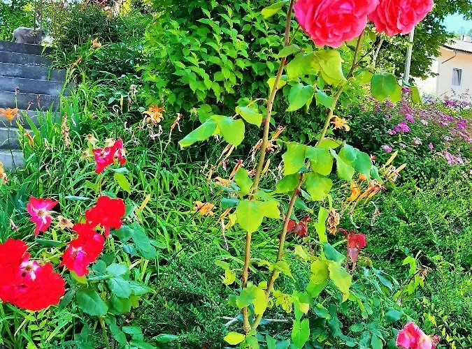 Hotel/pension Rosengarten Konukevi