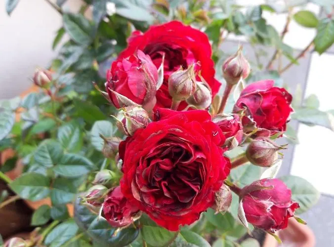 بيت ضيافة Hotel/pension Rosengarten Franking