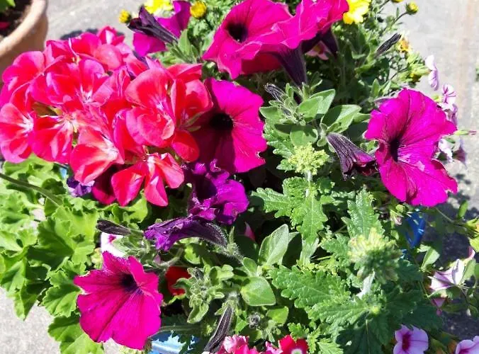 بيت ضيافة Hotel/pension Rosengarten 3*