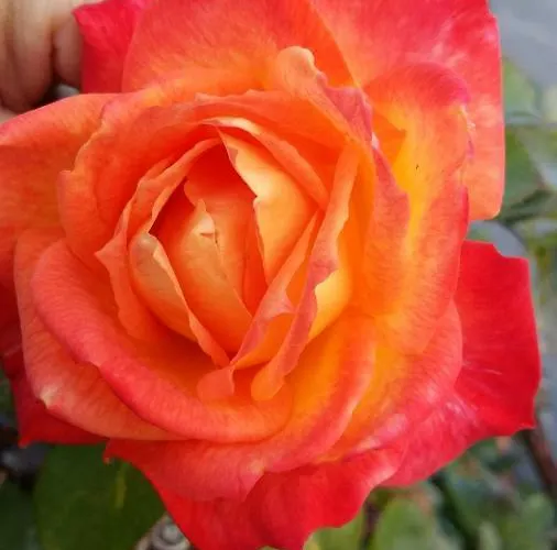 Hotel/pension Rosengarten Franking